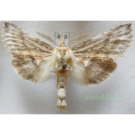 Pterostoma palpina (Clerck, 1759) male Czech49b